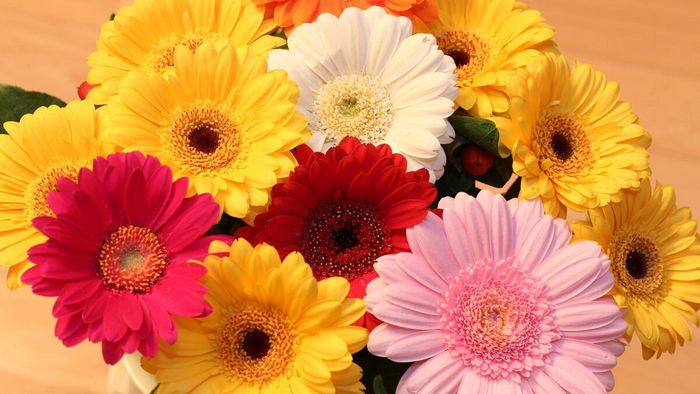 Hoa tháng 11 đẹp